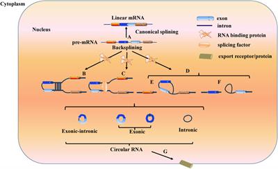 Role of Circular RNA in Kidney-Related Diseases